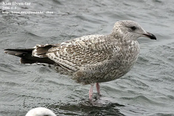 西伯利亚银鸥(Larus vegae)
