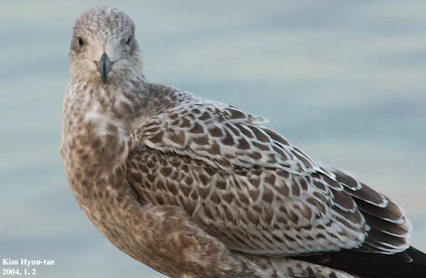 西伯利亚银鸥(Larus vegae)