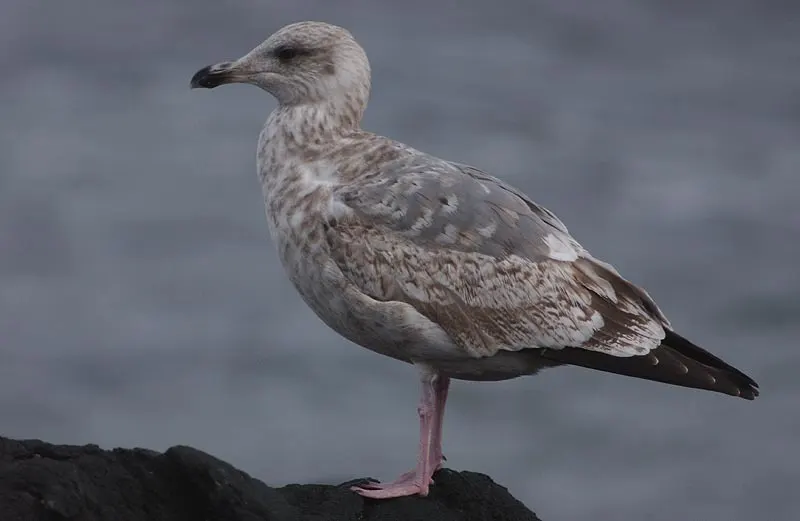 西伯利亚银鸥(Larus vegae)