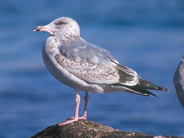 西伯利亚银鸥(Larus vegae)