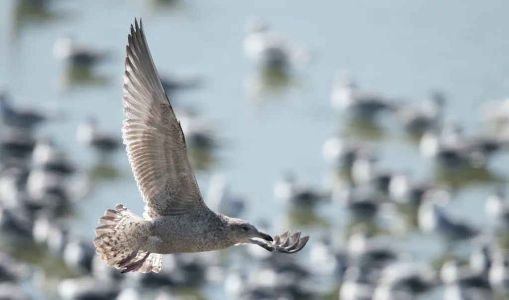 西伯利亚银鸥(Larus vegae)
