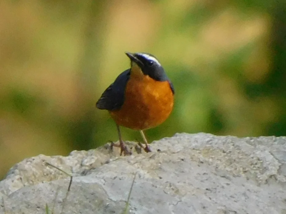 栗腹歌鸲(Larvivora brunnea)