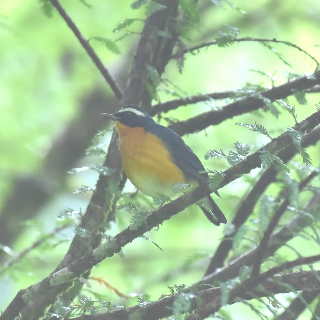 栗腹歌鸲(Larvivora brunnea)