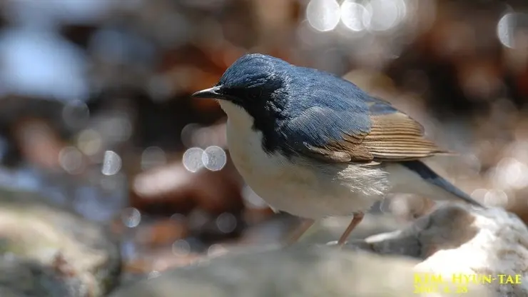 蓝歌鸲(Larvivora cyane)