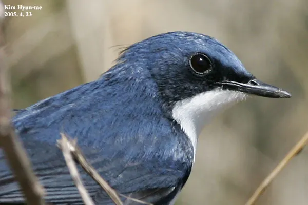 蓝歌鸲(Larvivora cyane)