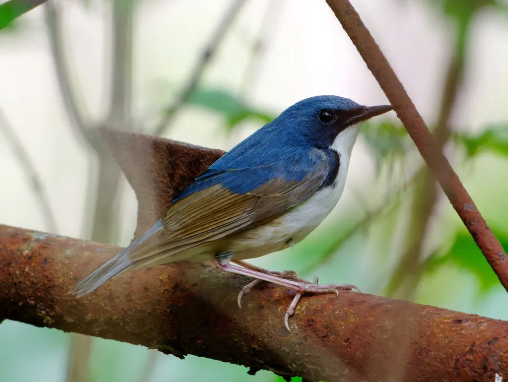 蓝歌鸲(Larvivora cyane)