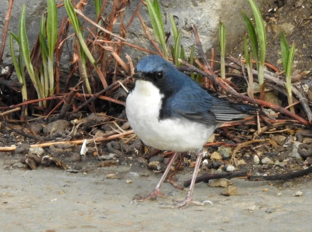 蓝歌鸲(Larvivora cyane)