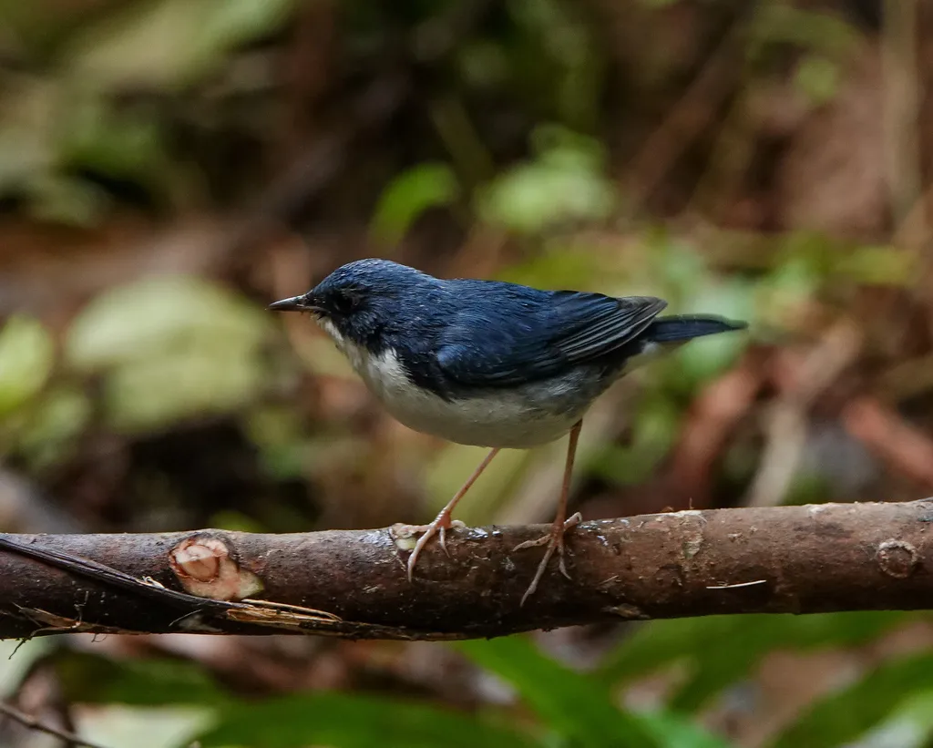 蓝歌鸲(Larvivora cyane)