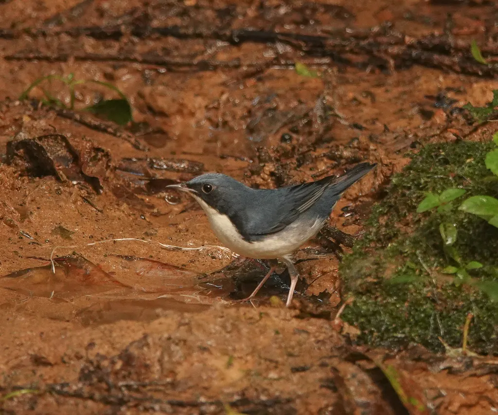 蓝歌鸲(Larvivora cyane)