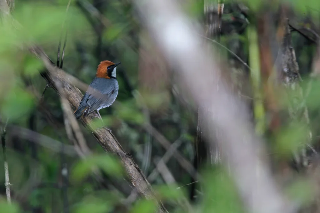棕头歌鸲（Larvivora ruficeps）
