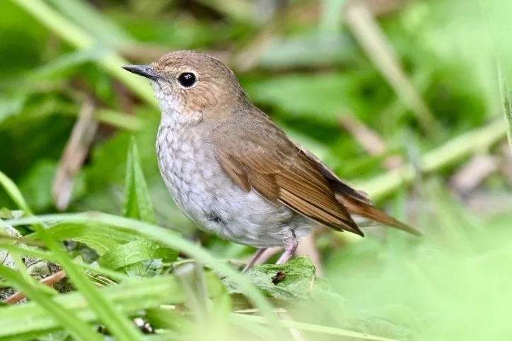 红尾歌鸲(Larvivora sibilans)