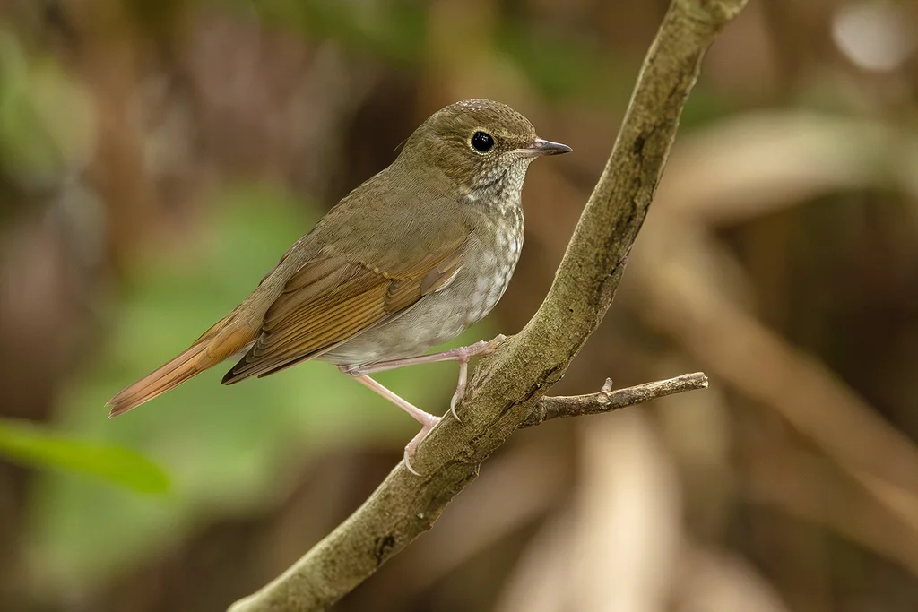 红尾歌鸲(Larvivora sibilans)