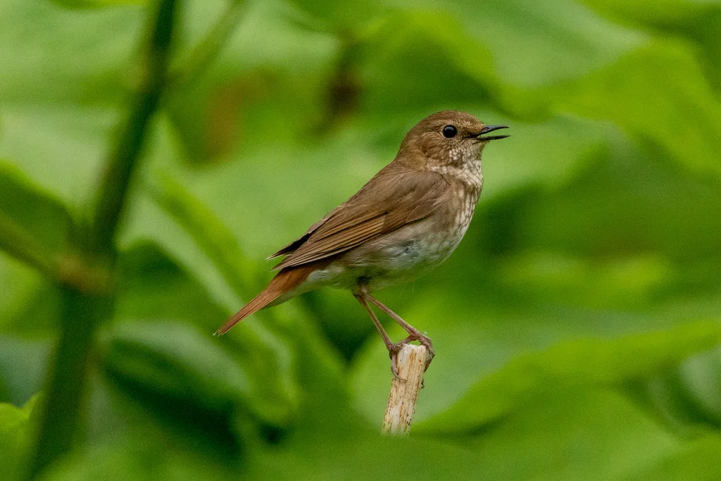 红尾歌鸲(Larvivora sibilans)