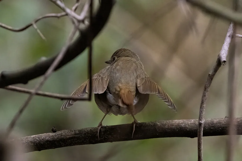 红尾歌鸲(Larvivora sibilans)
