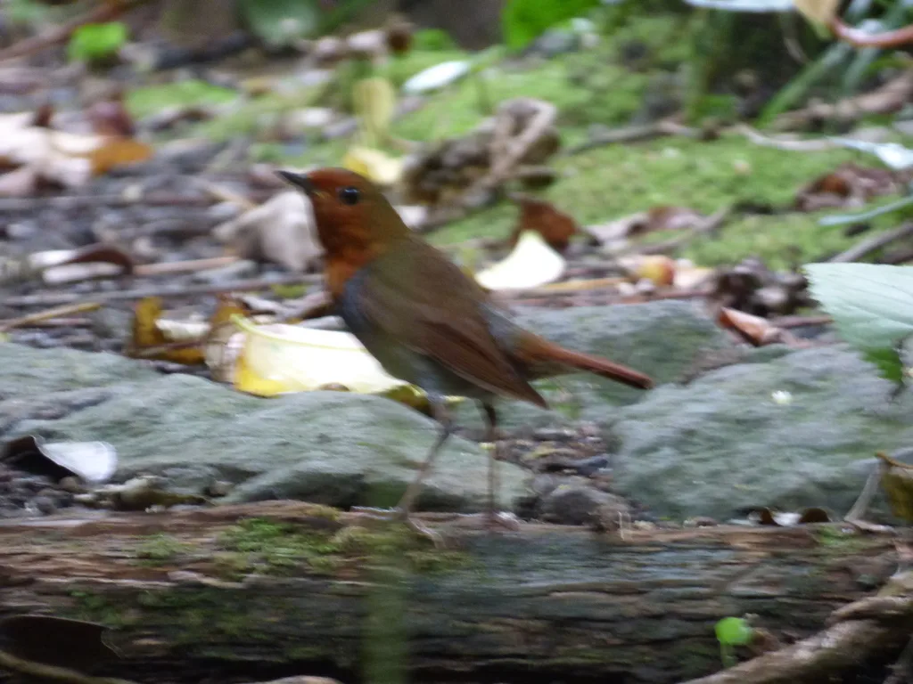 伊岛歌鸲(Larvivora tanensis)