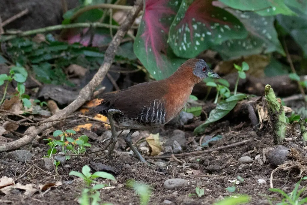 白喉田鸡(Laterallus albigularis)
