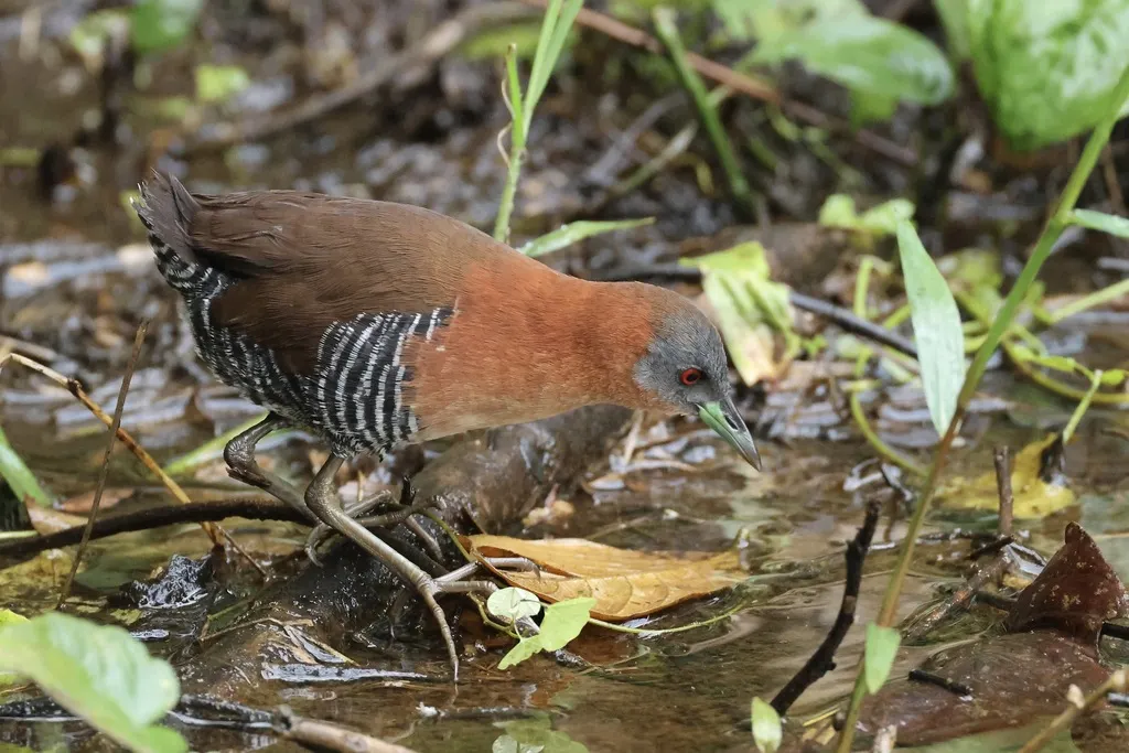 白喉田鸡(Laterallus albigularis)