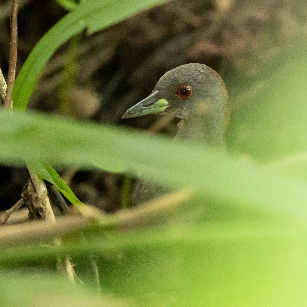 灰胸田鸡(Laterallus exilis)