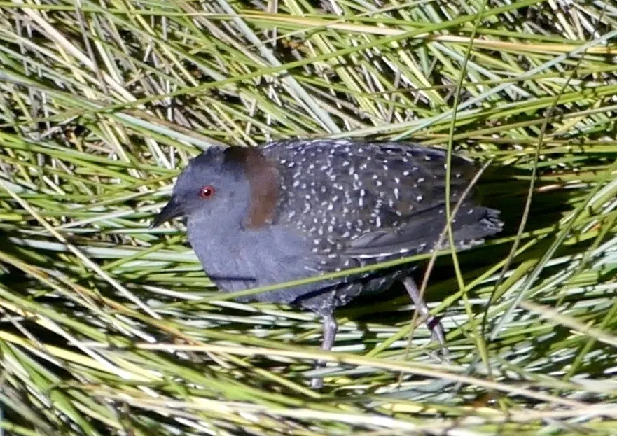 黑田鸡(Laterallus jamaicensis)