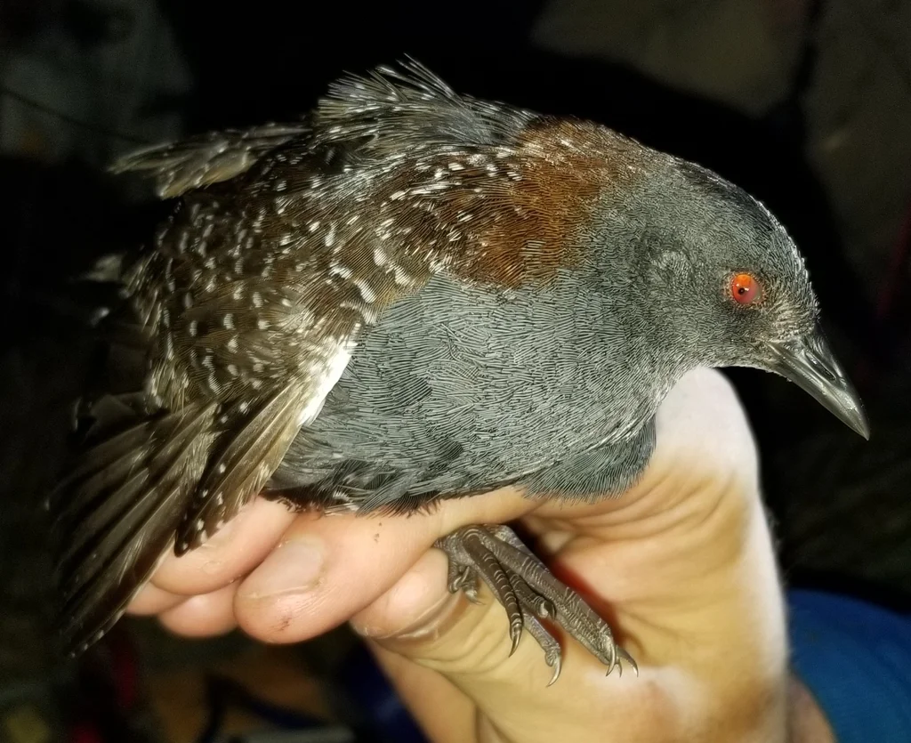 黑田鸡(Laterallus jamaicensis)
