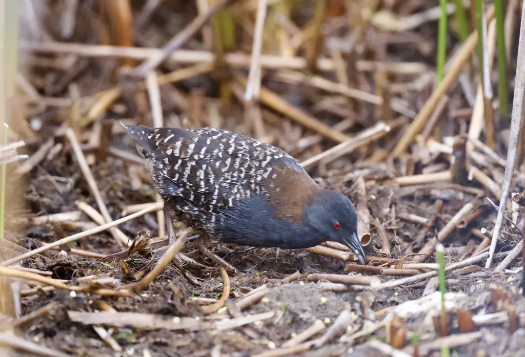 黑田鸡(Laterallus jamaicensis)