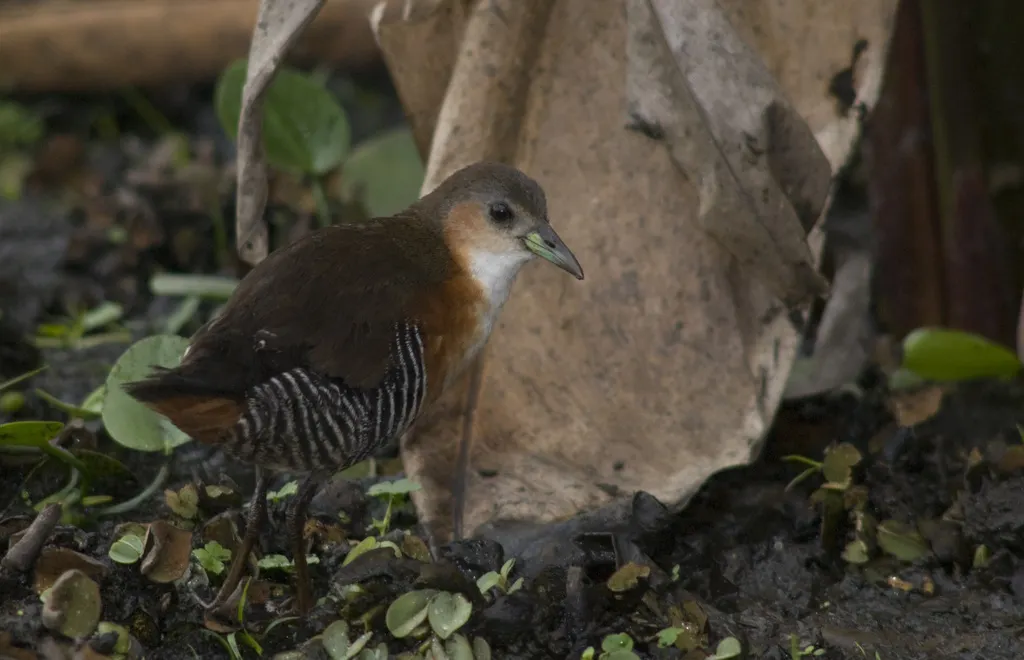 棕胁田鸡(Laterallus melanophaius)