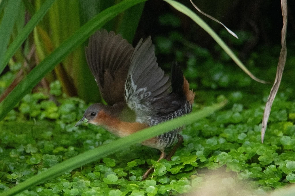 棕胁田鸡(Laterallus melanophaius)