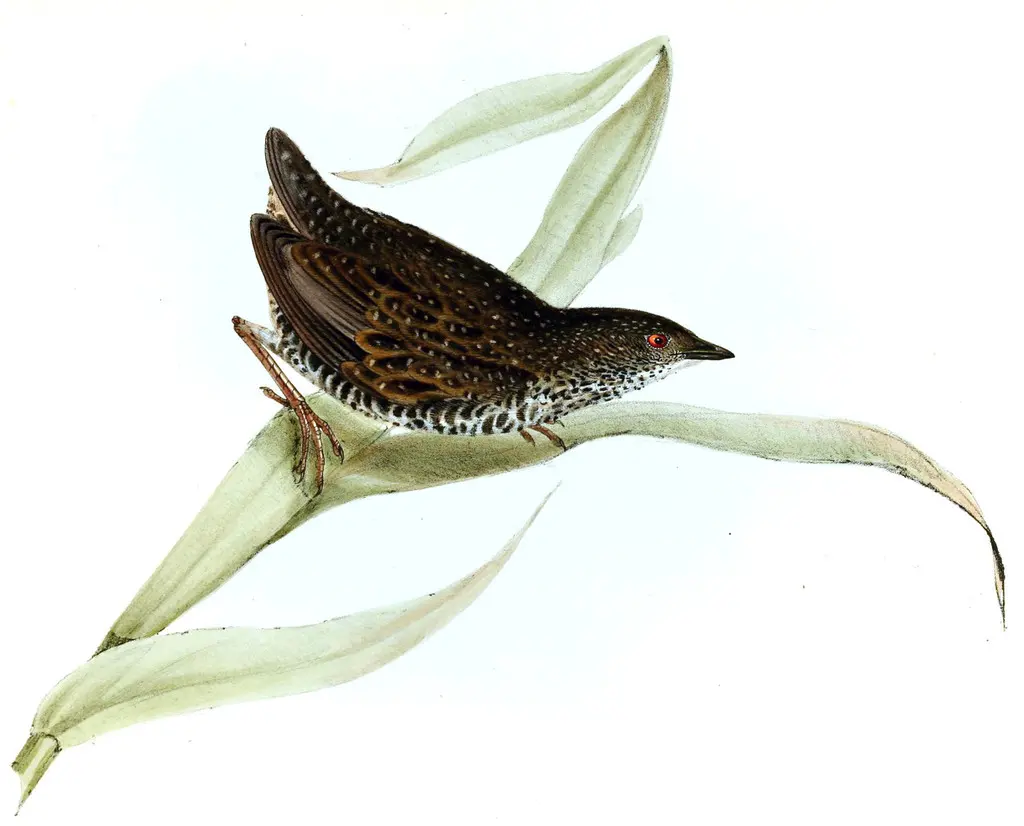 达尔文花田鸡(Laterallus notatus)