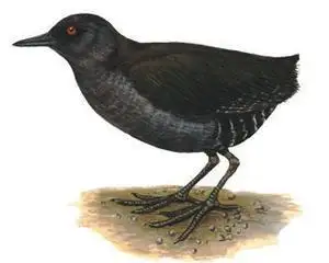 荒岛秧鸡(Laterallus rogersi)