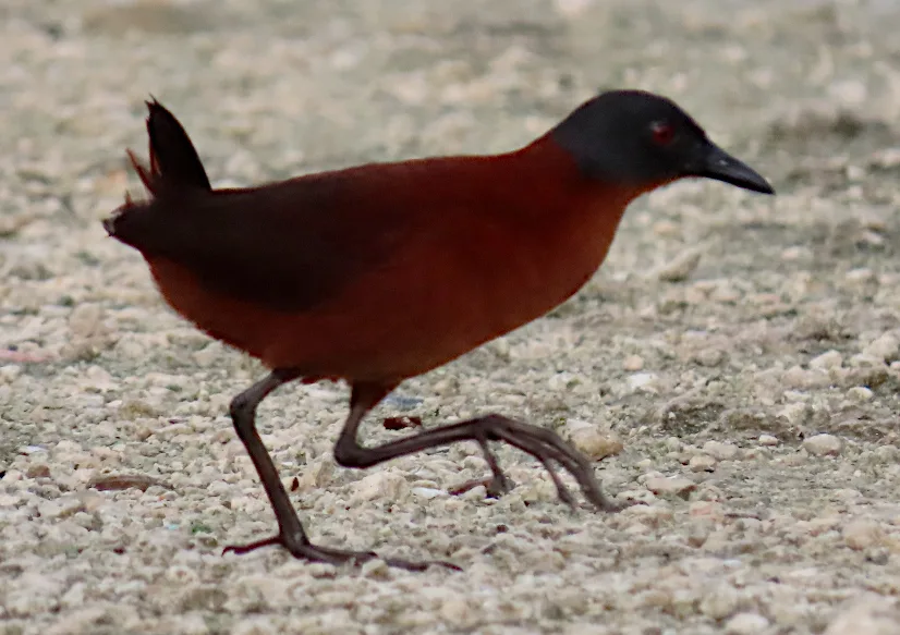 红田鸡(Laterallus ruber)
