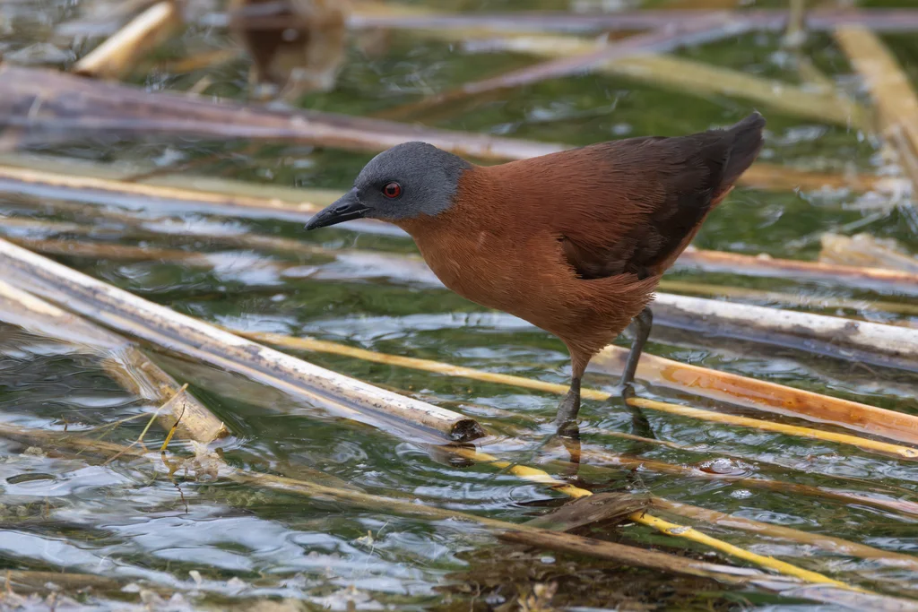 红田鸡(Laterallus ruber)