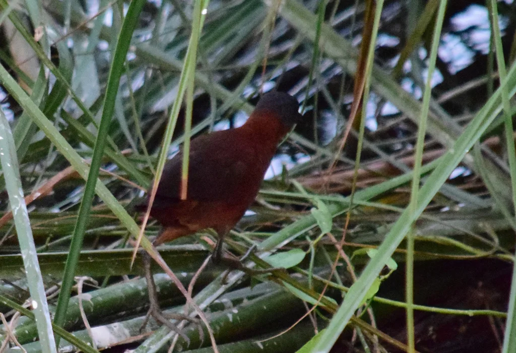 红田鸡(Laterallus ruber)