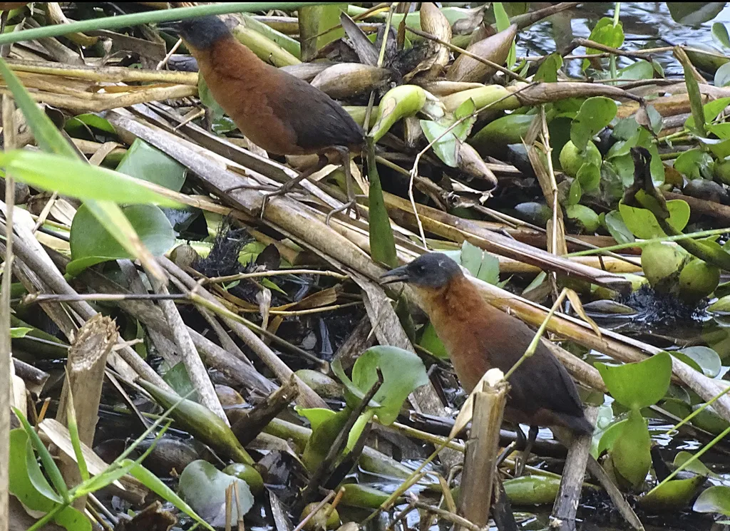 红田鸡(Laterallus ruber)