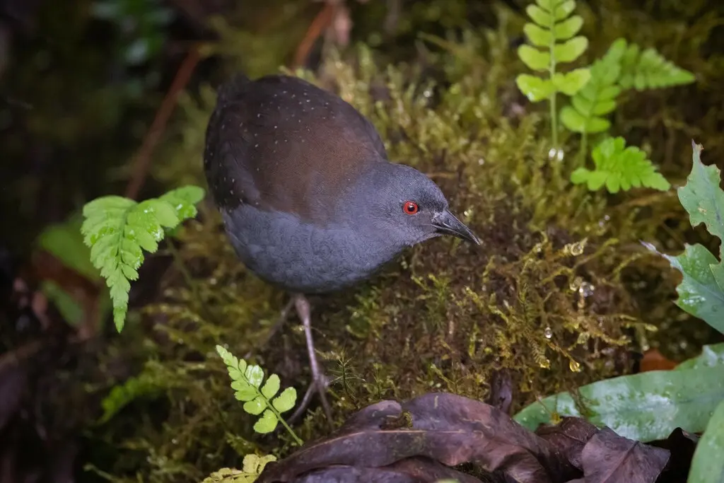 加岛田鸡(Laterallus spilonota)