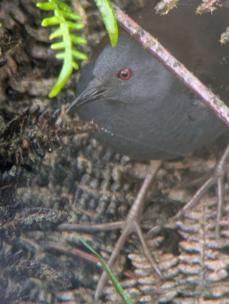 加岛田鸡(Laterallus spilonota)