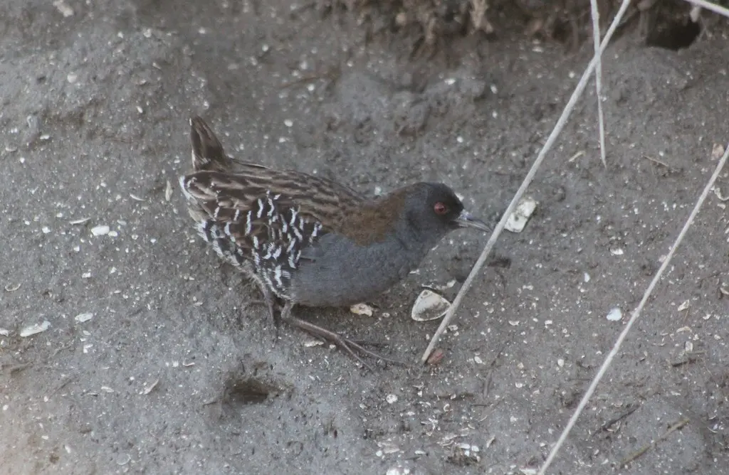 点翅田鸡(Laterallus spiloptera)