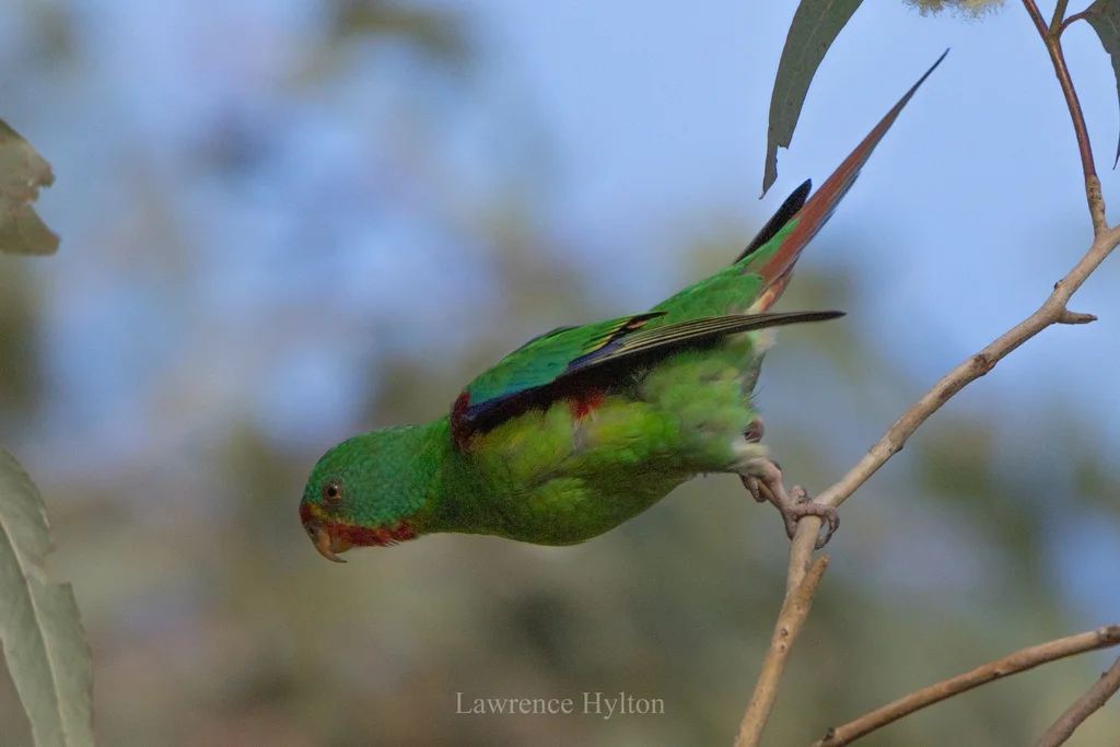 红尾绿鹦鹉(Lathamus discolor)