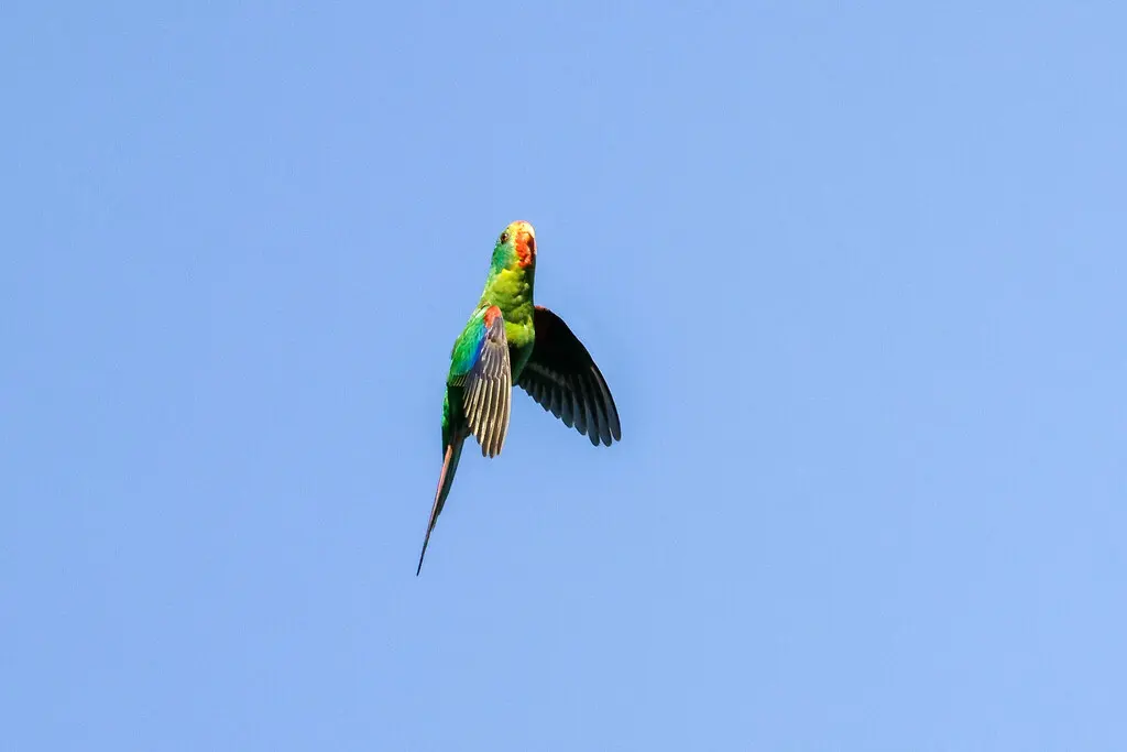 红尾绿鹦鹉(Lathamus discolor)