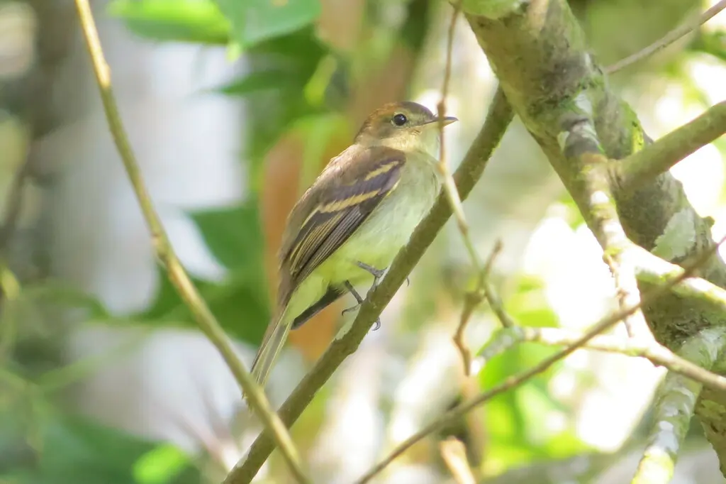 南美纹霸鹟(Lathrotriccus euleri)