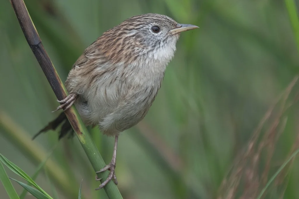 长尾山鹪鹛(Laticilla burnesii)