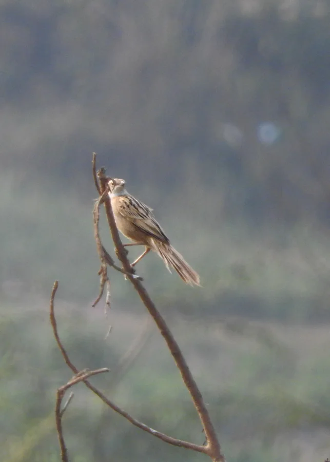 沼泽山鹪鹛(Laticilla cinerascens)