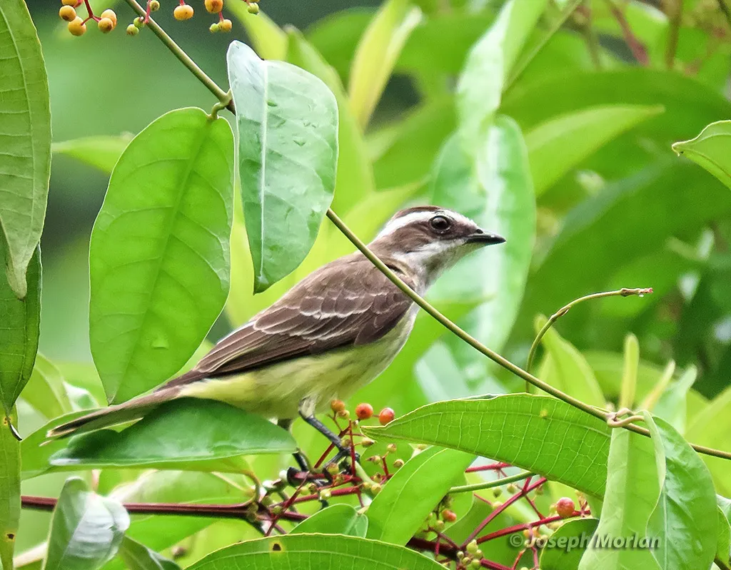强霸鹟(Legatus leucophaius)