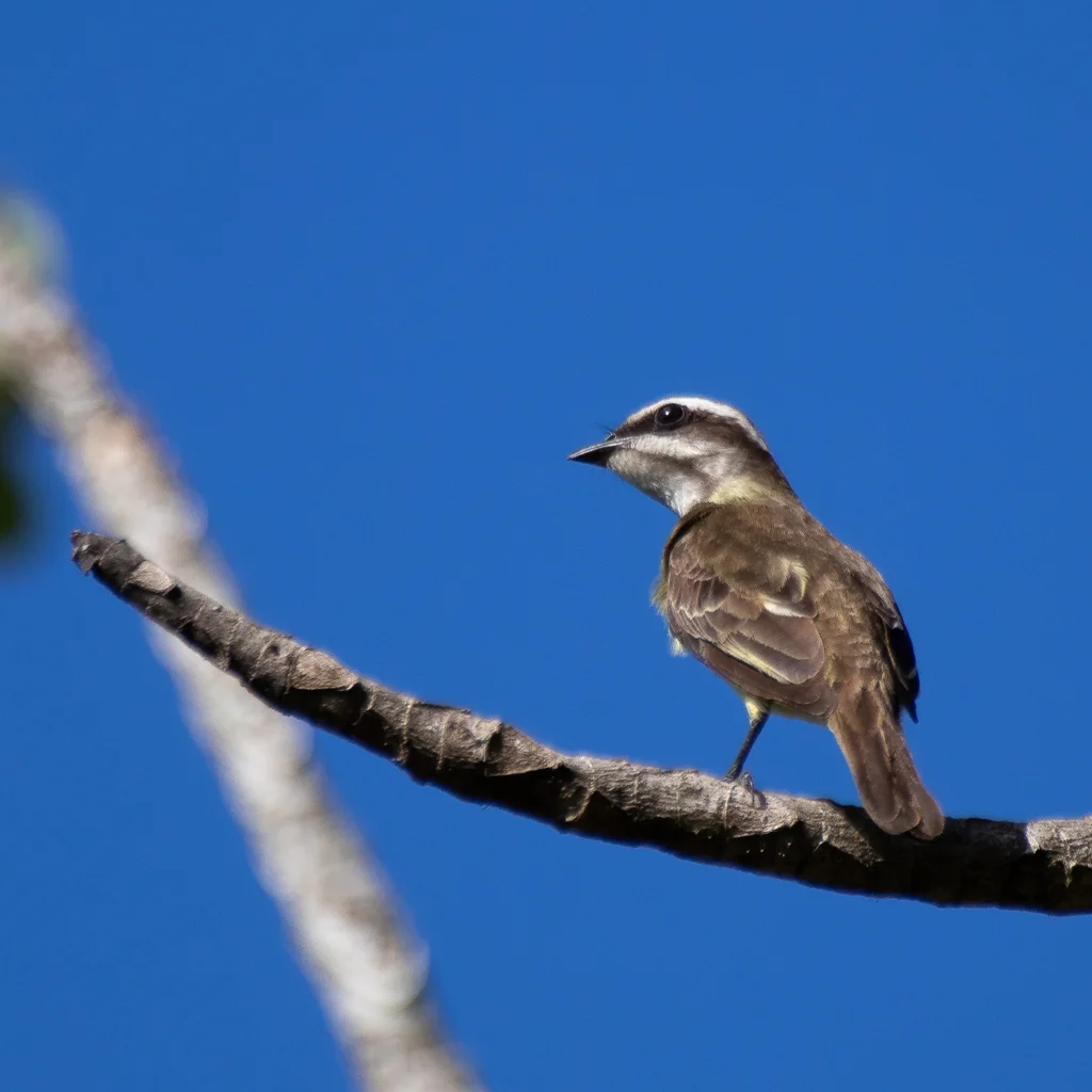 强霸鹟(Legatus leucophaius)