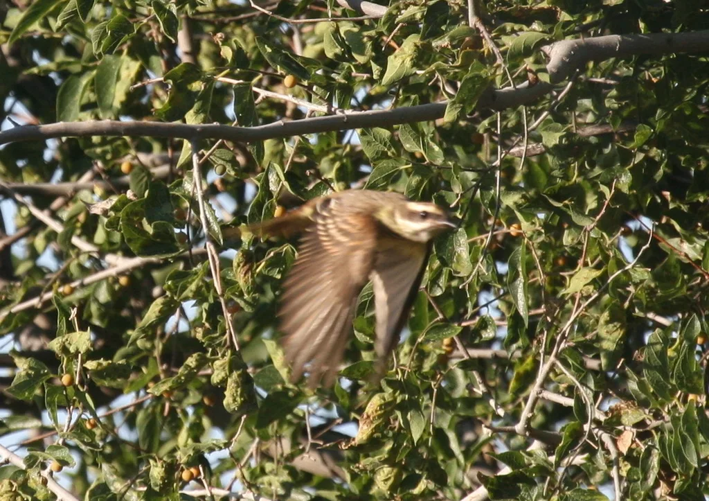 强霸鹟(Legatus leucophaius)