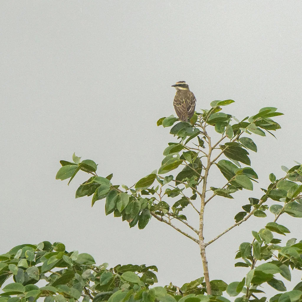 强霸鹟(Legatus leucophaius)
