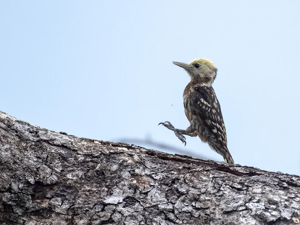 黄冠斑啄木鸟(Leiopicus mahrattensis)
