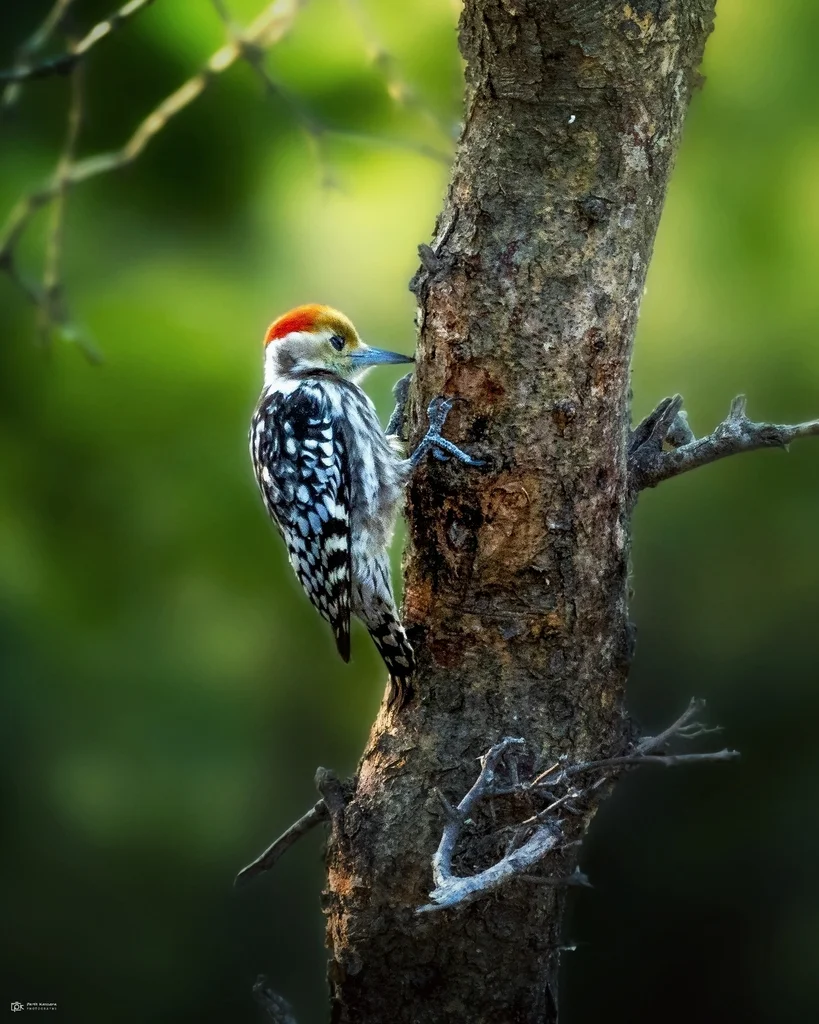 黄冠斑啄木鸟(Leiopicus mahrattensis)