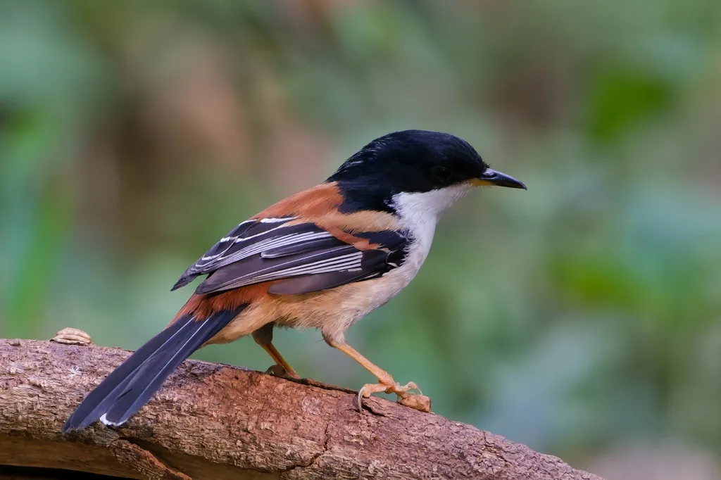 栗背奇鹛(Leioptila annectens)