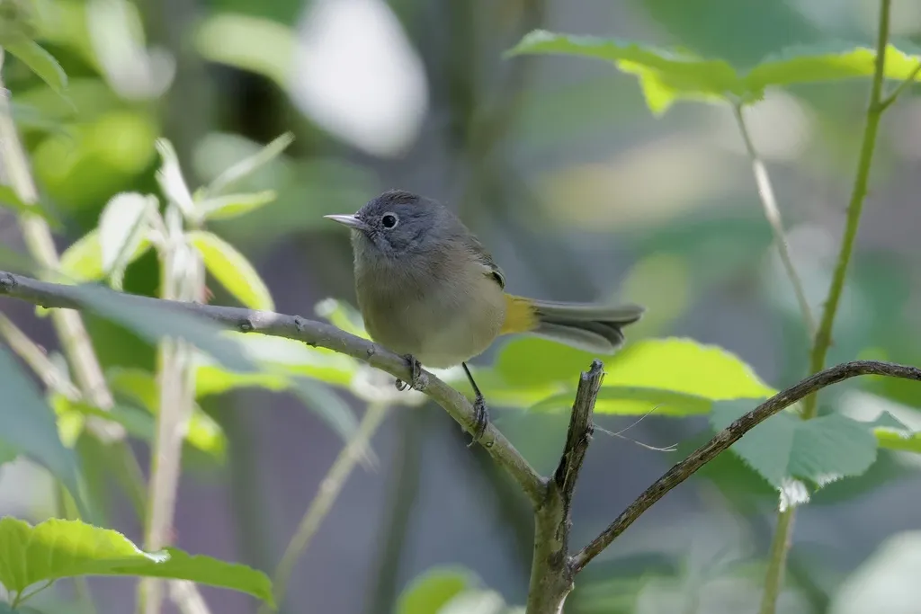 黄腰虫森莺(Leiothlypis crissalis)