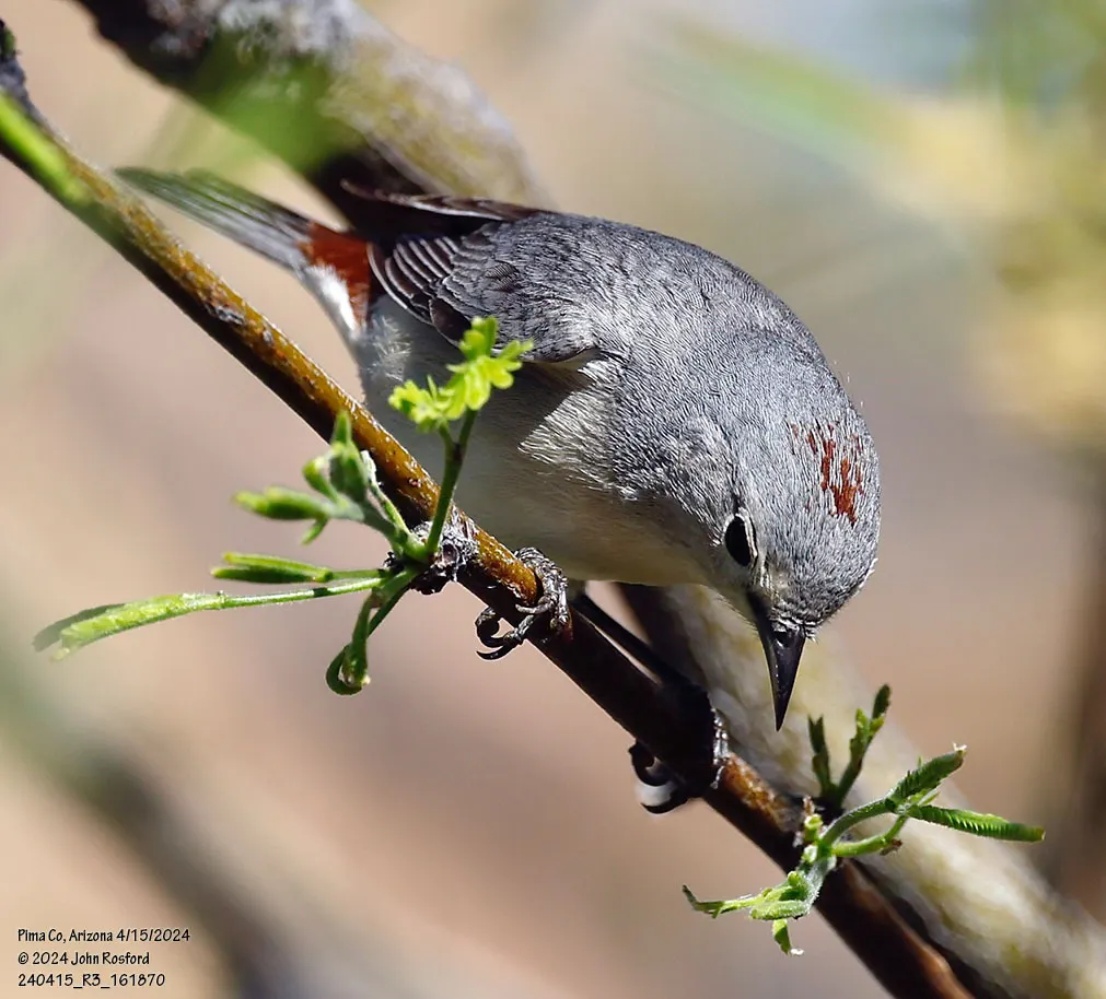 赤腰虫森莺(Leiothlypis luciae)